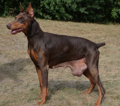 Isabelle was surrendered with a giant tumor