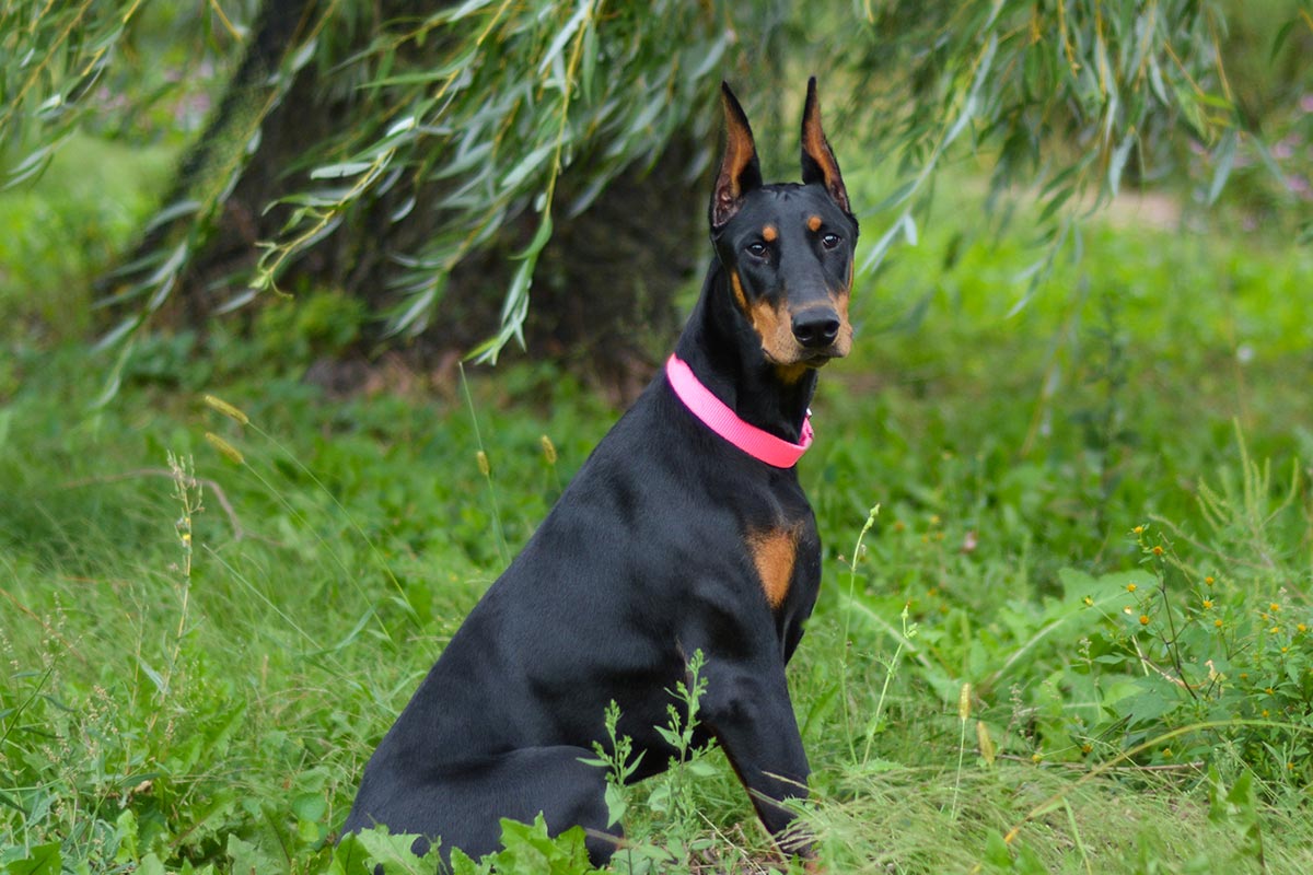 doberman puppy rescue