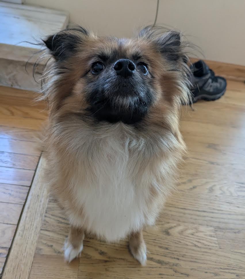 toby1