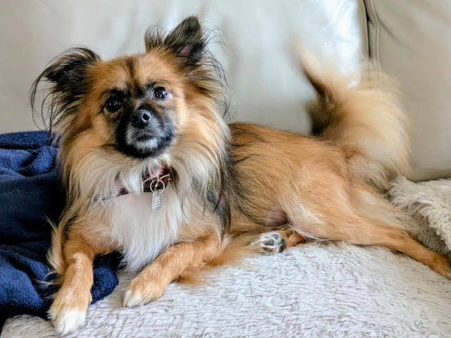 toby9