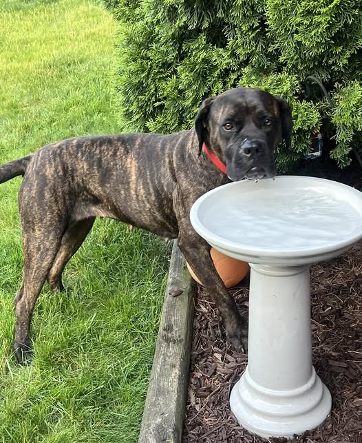 betty birdbath