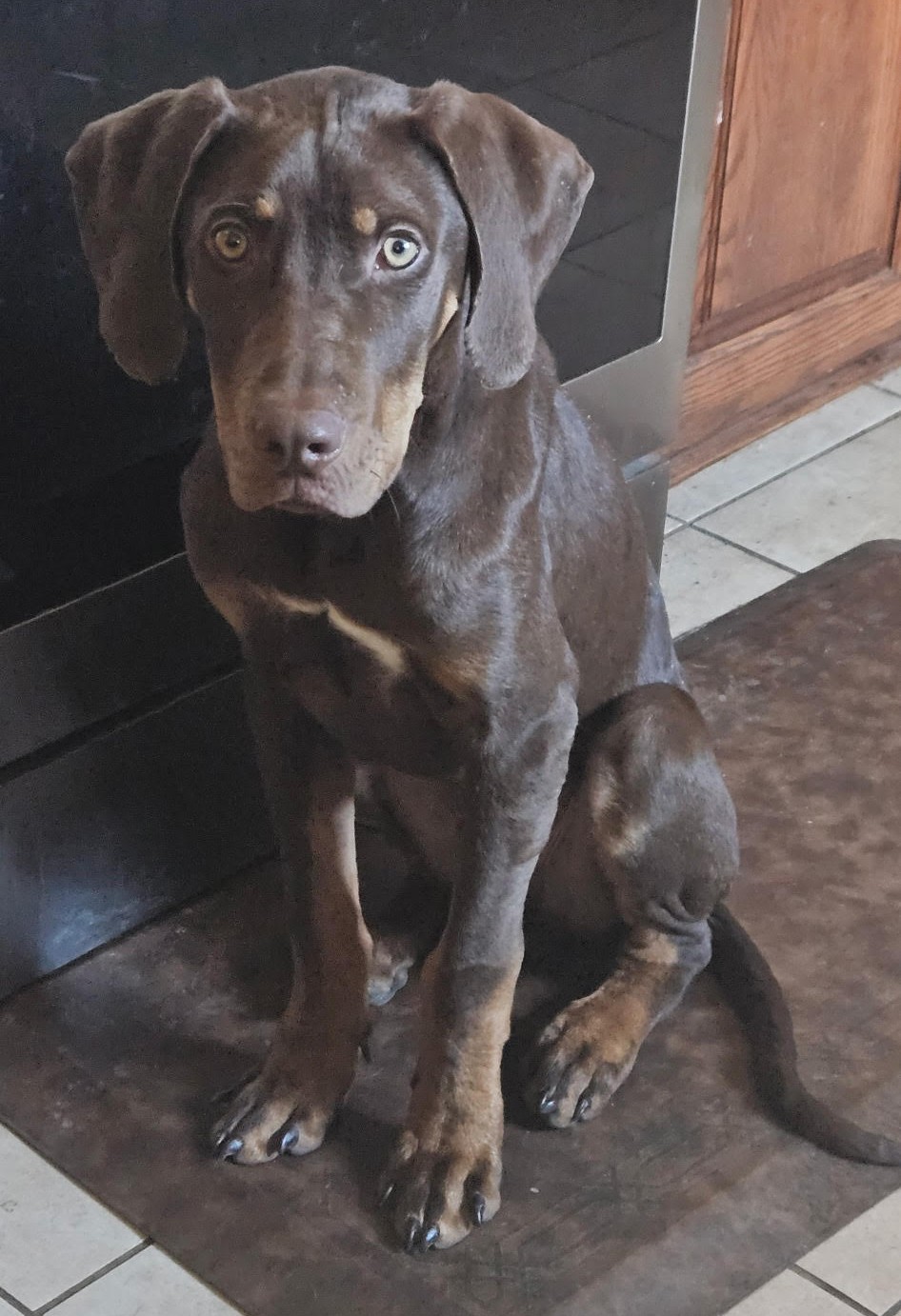 milo dobe new1