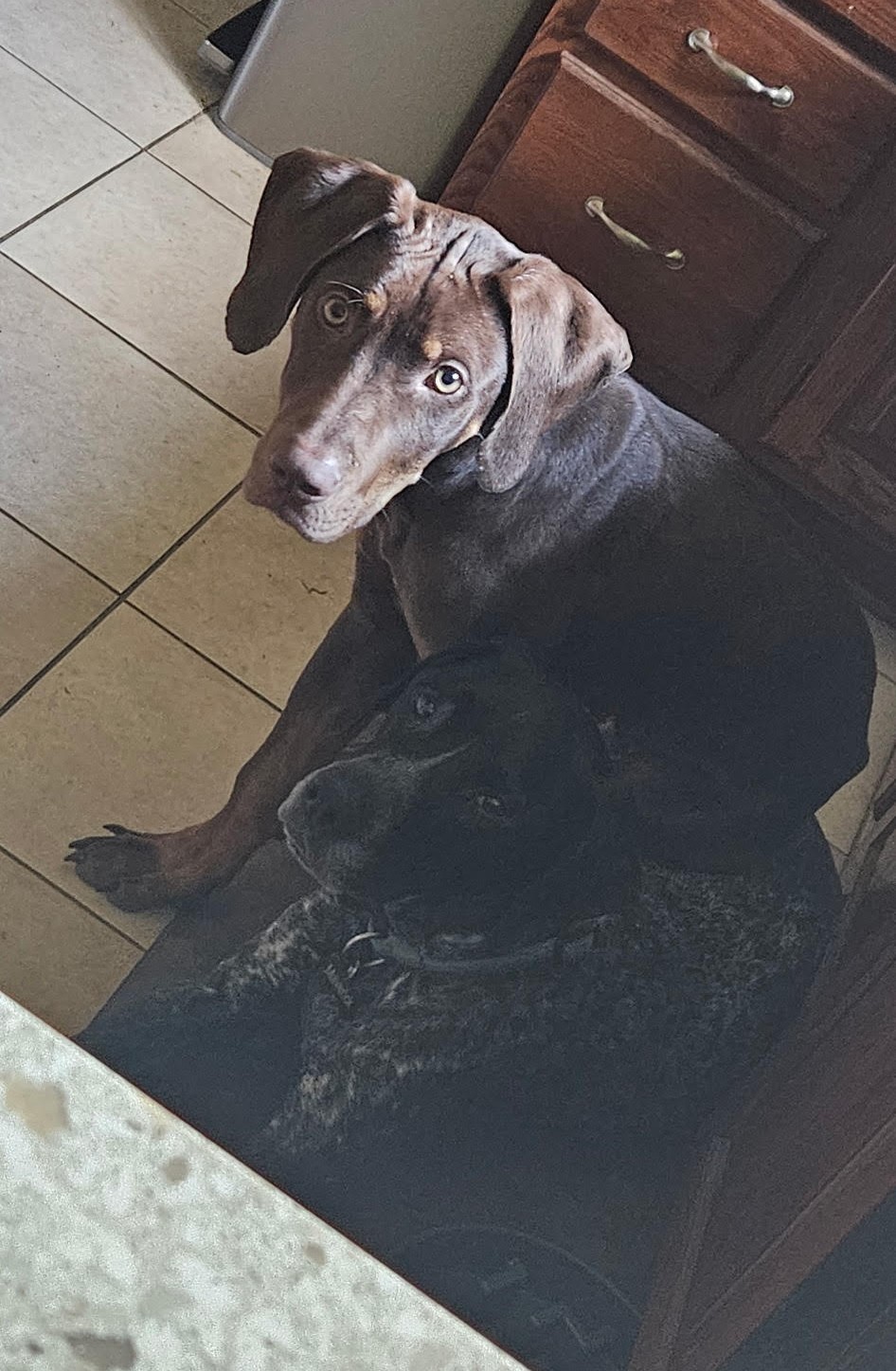 milo dobe new3