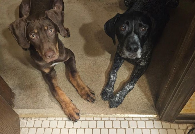 milo dobe new4