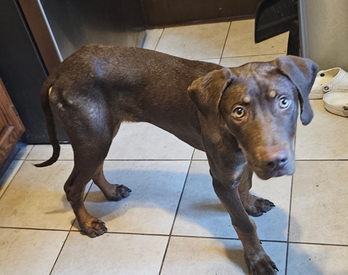 milo dobe new5