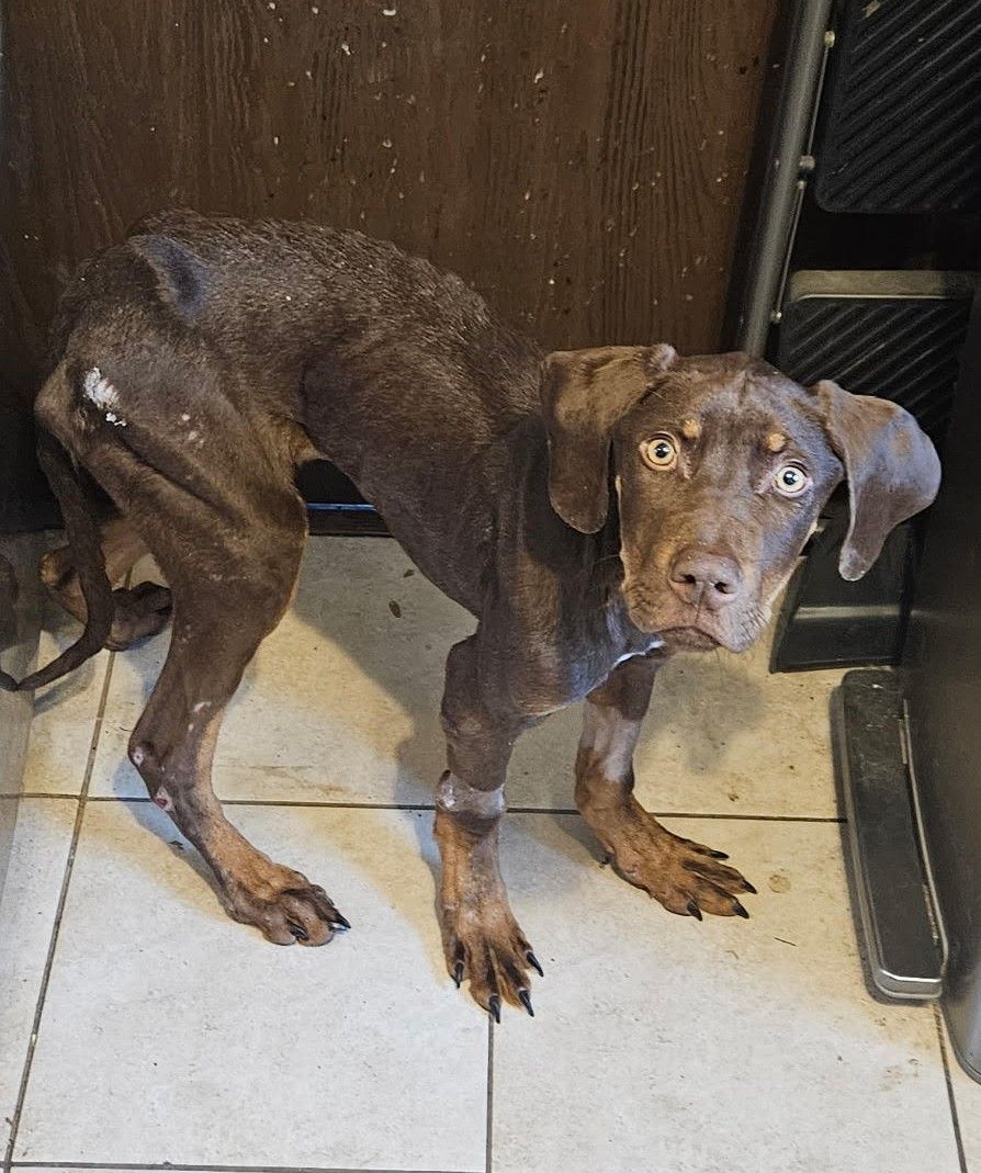 milo dobe pup1