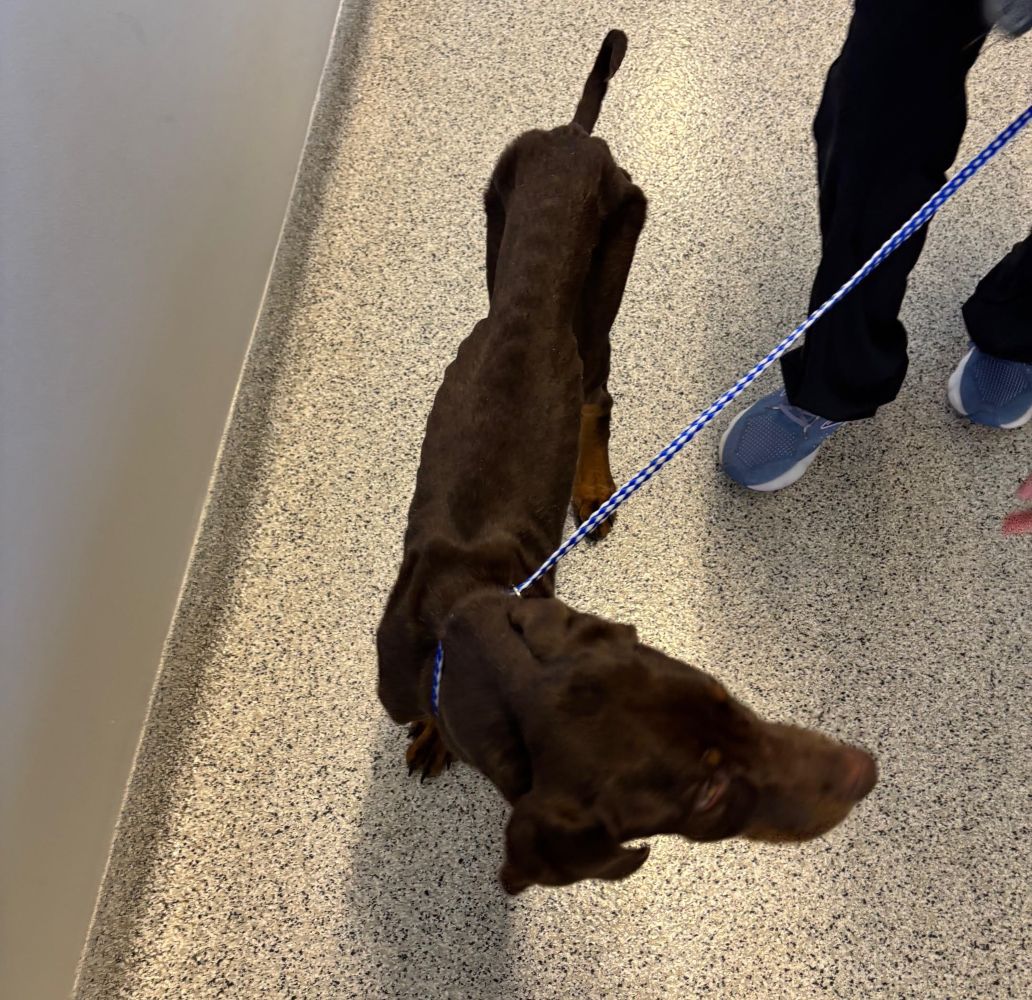 milo dobe pup10