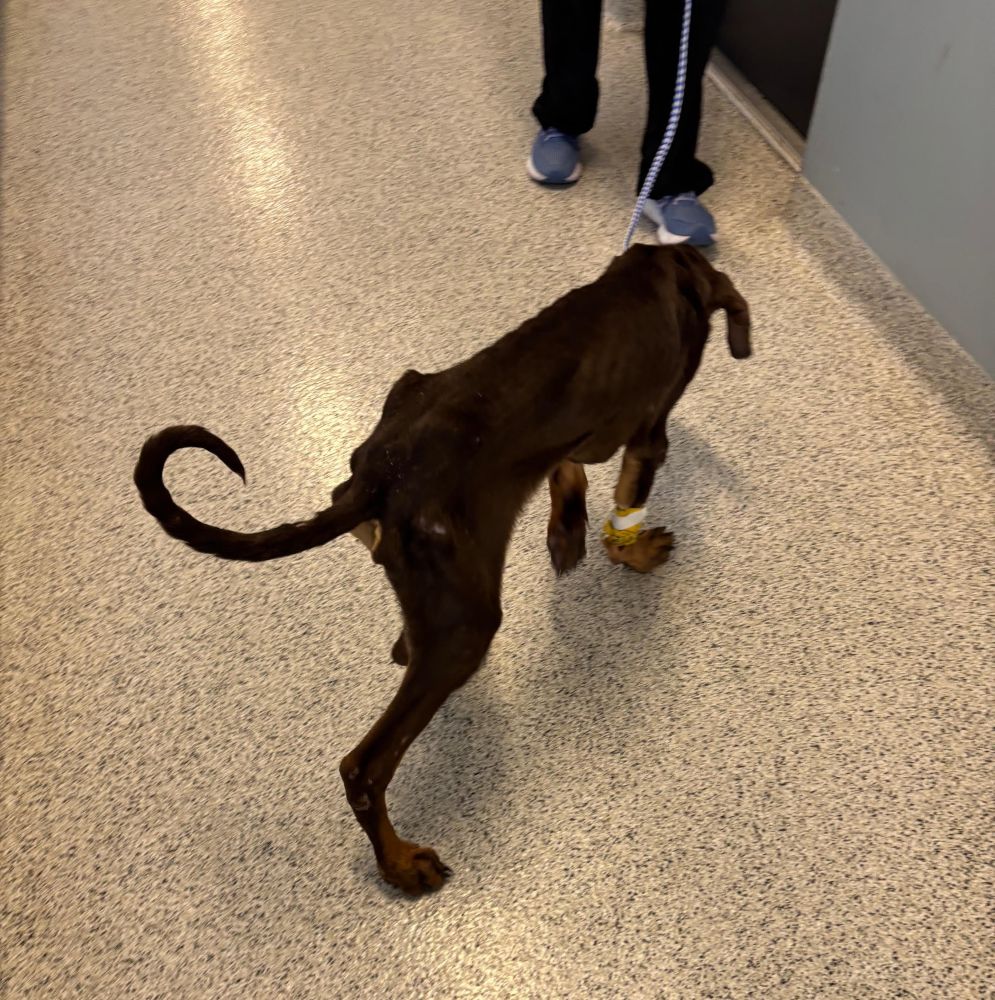 milo dobe pup11
