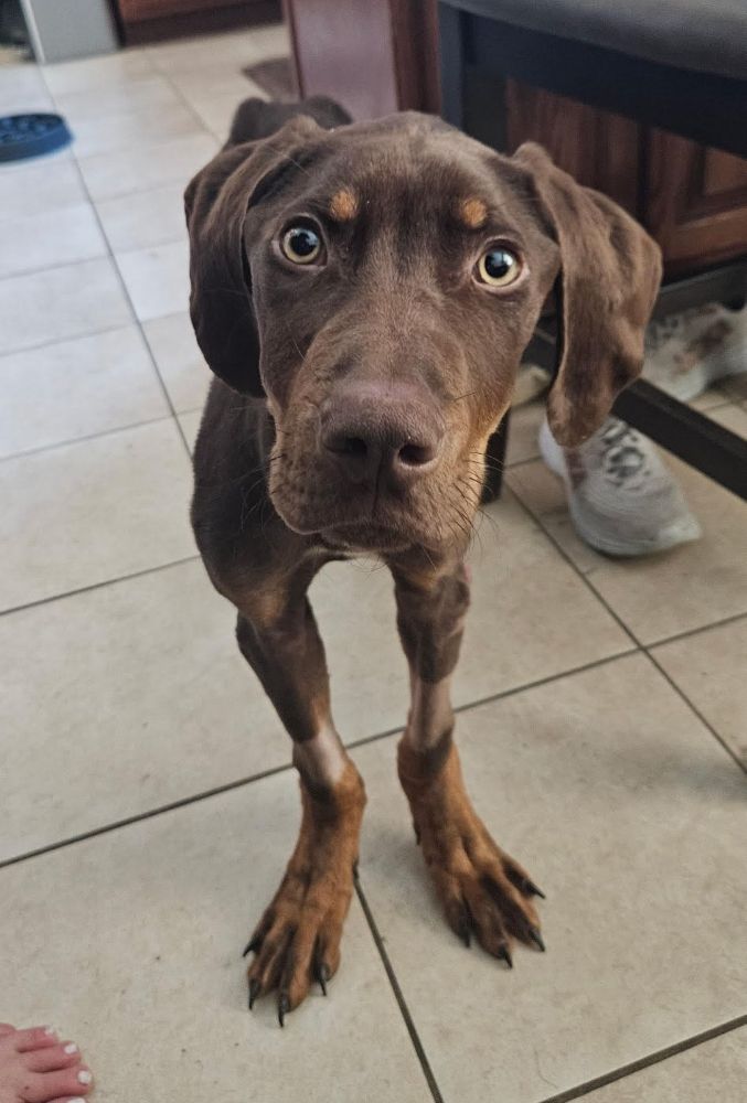 milo dobe pup2