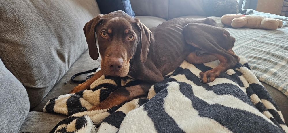 milo dobe pup3