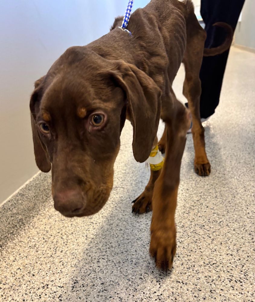 milo dobe pup7