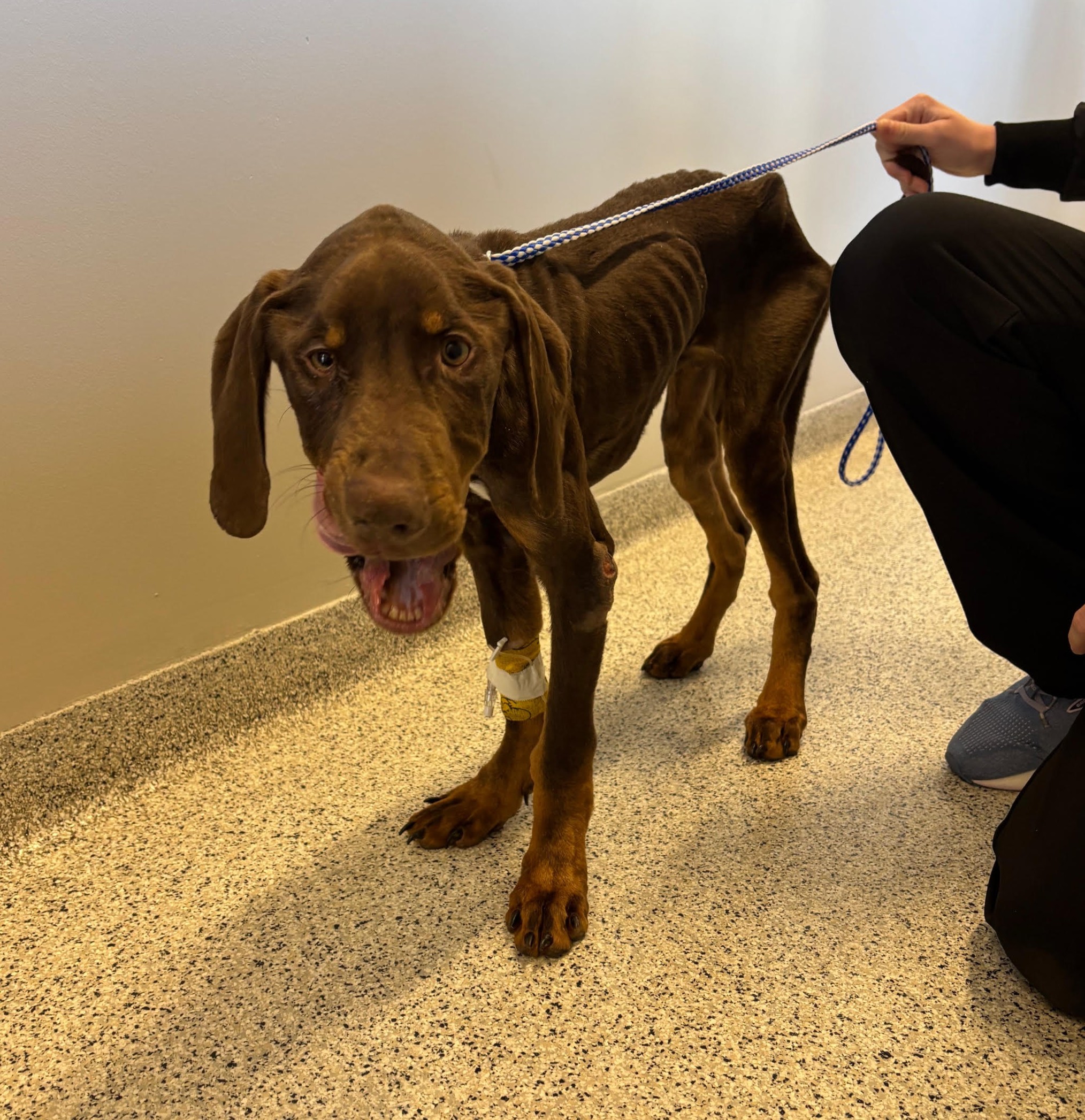 milo dobe pup9