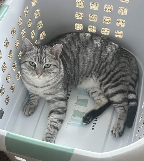 seb