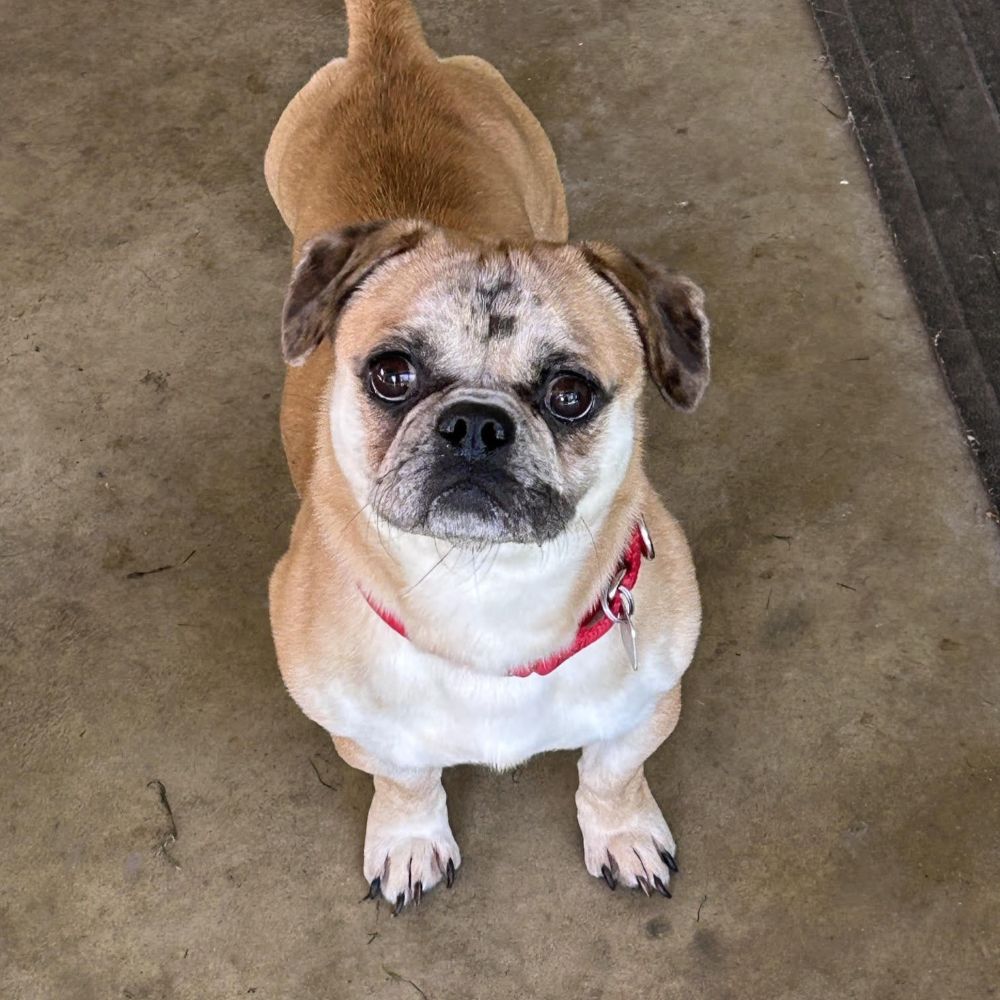 busterbrown2