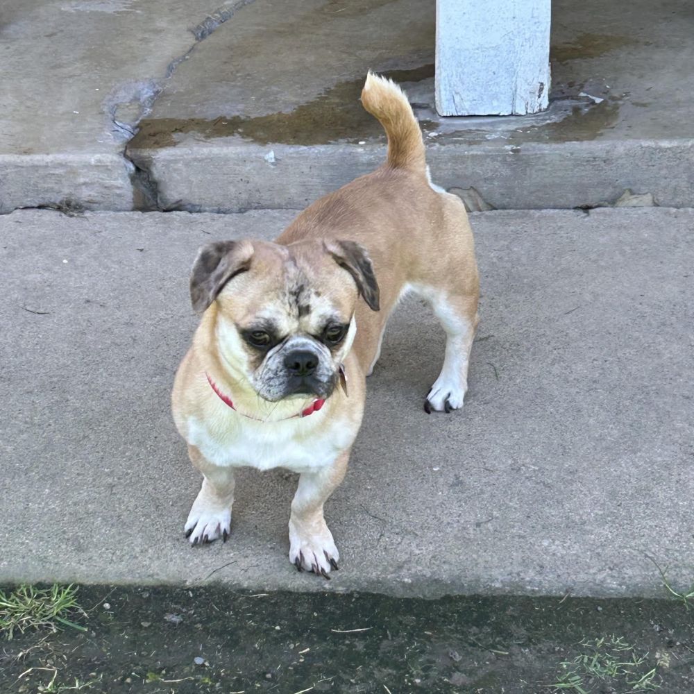 busterbrown4