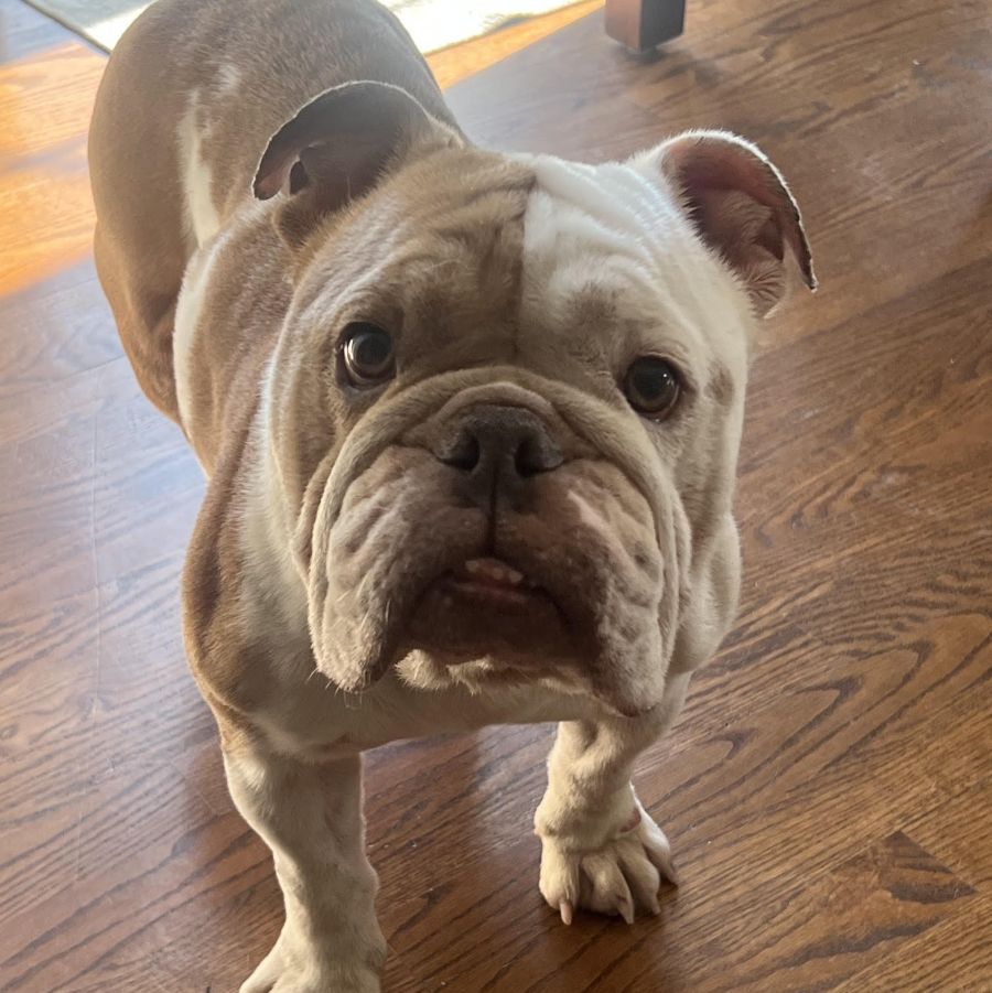 ellie2