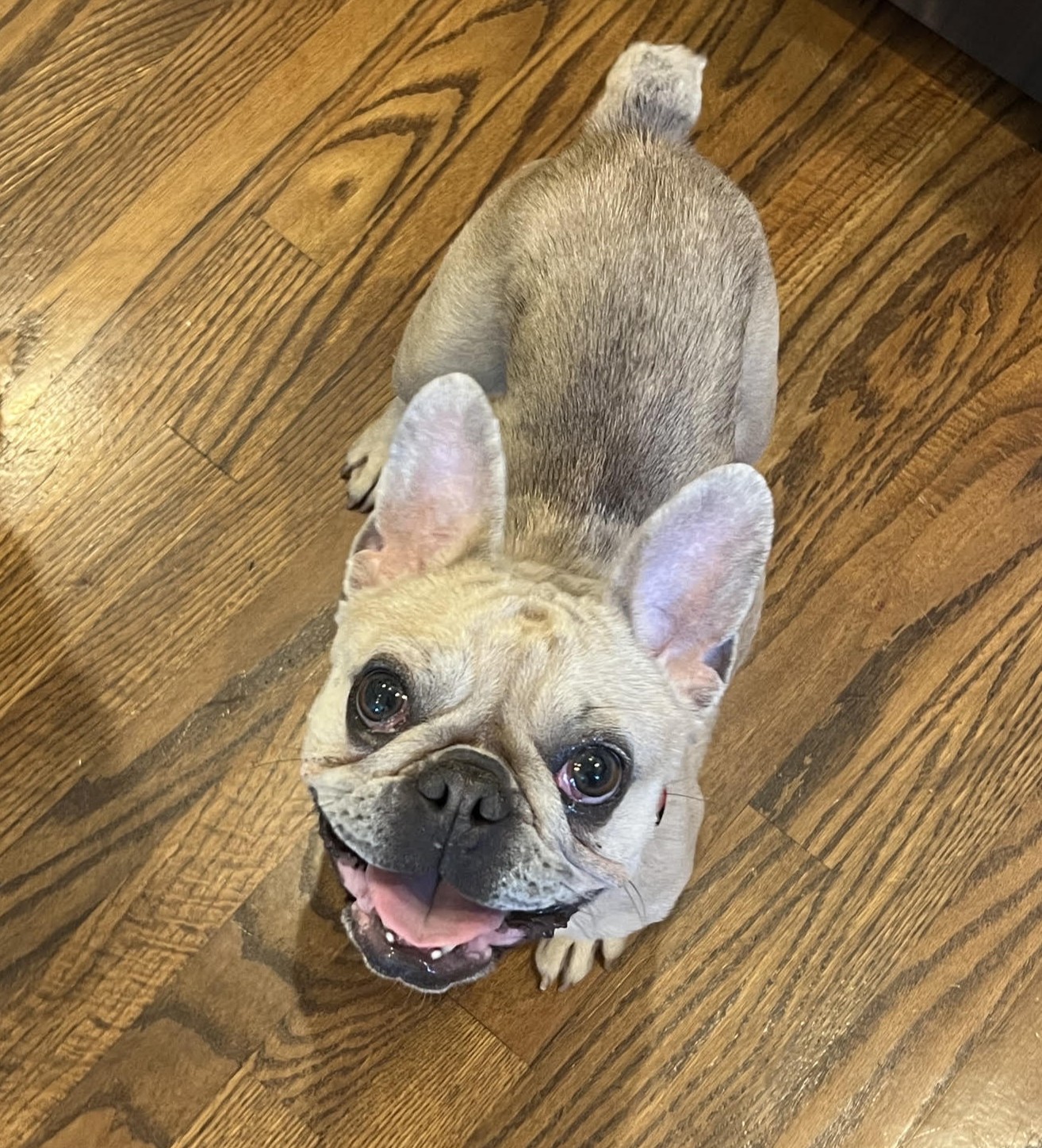 frank1