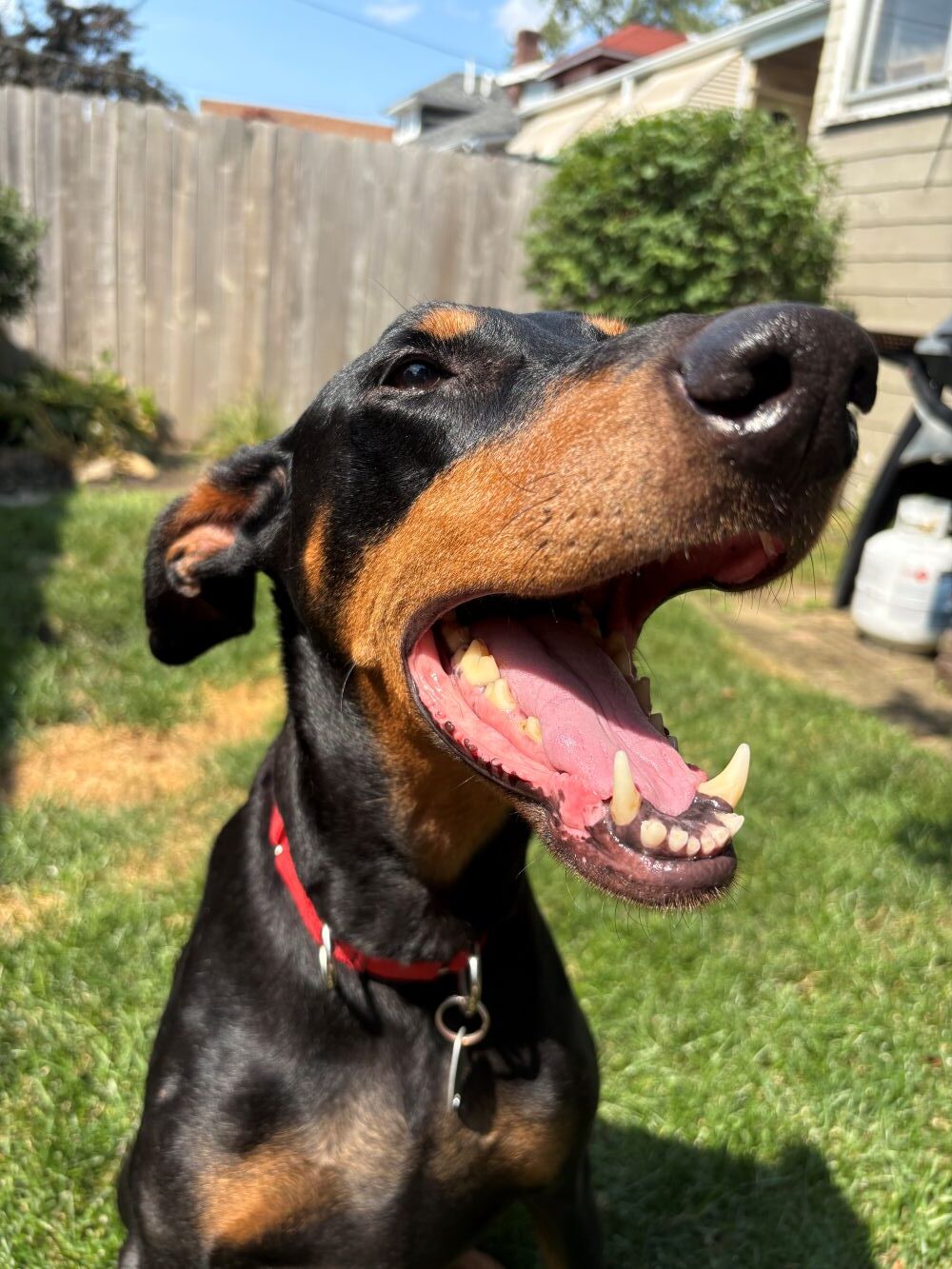 reese2