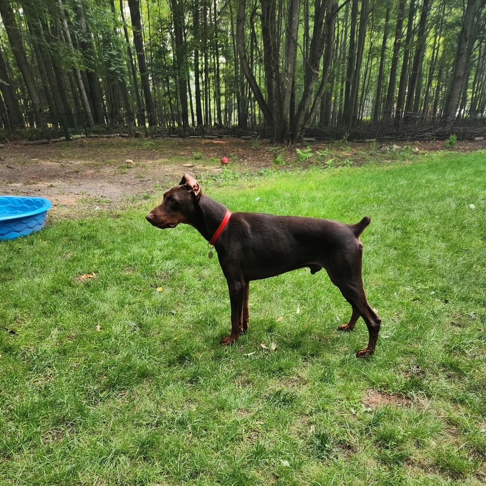 remi new5