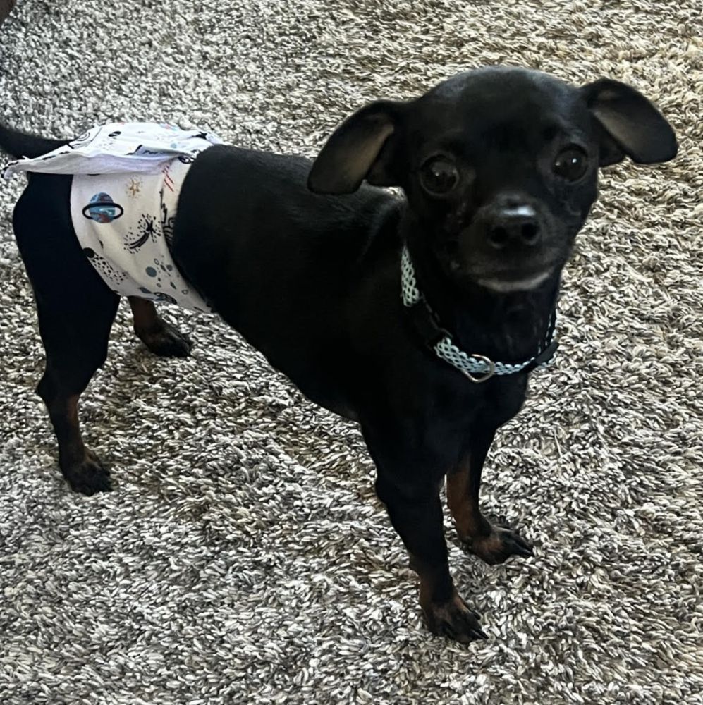 rocky chi1