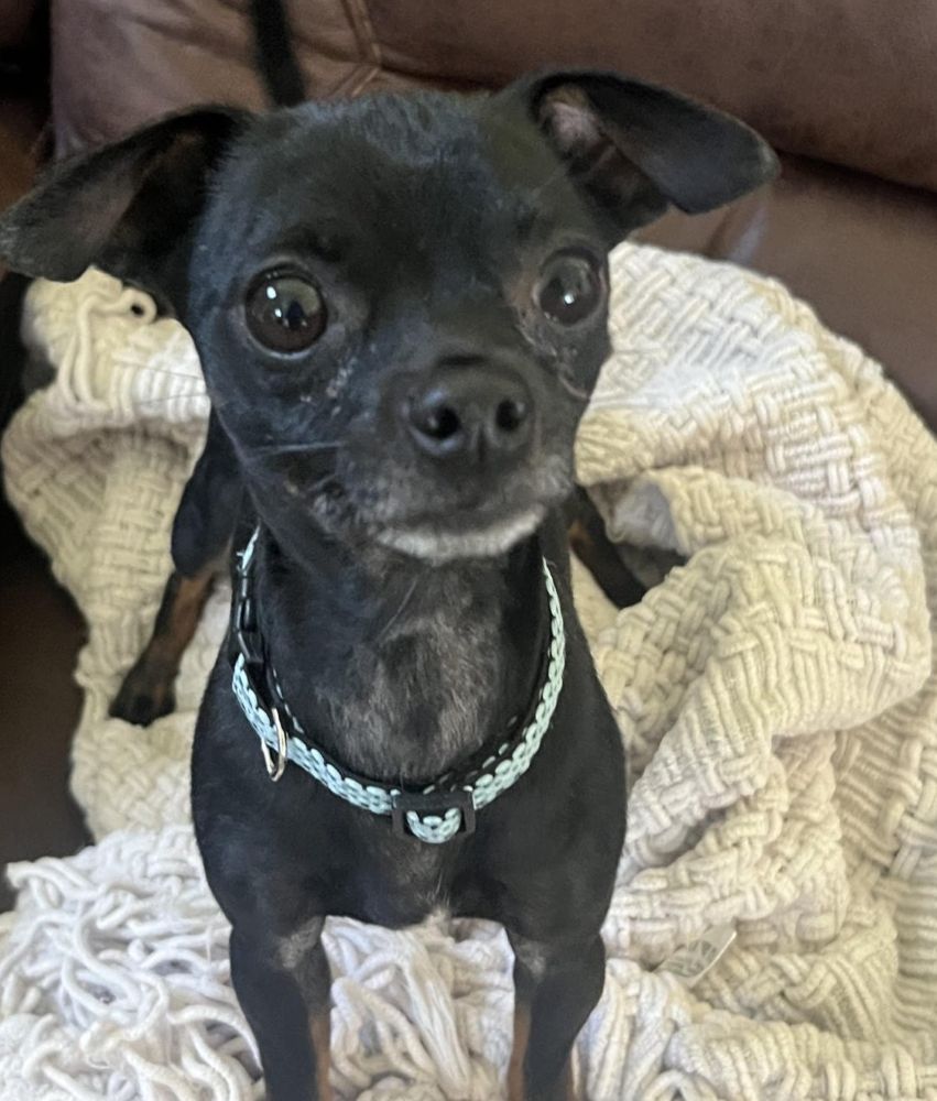 rocky chi3