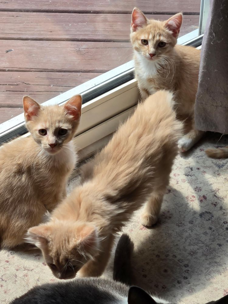 saf and nugget3