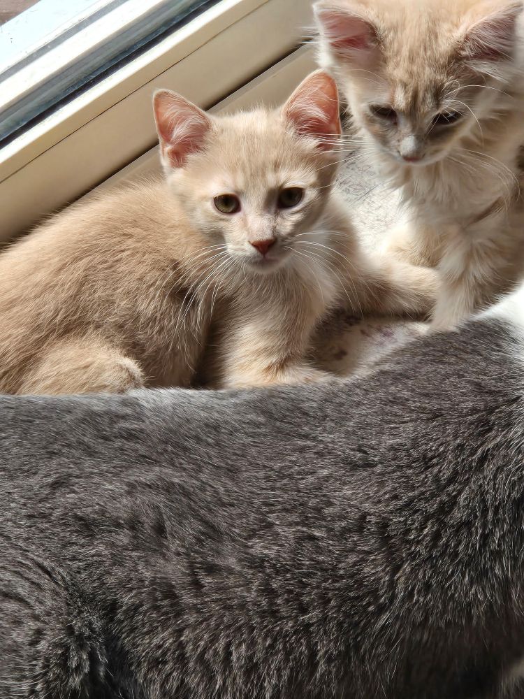 saf and nugget4