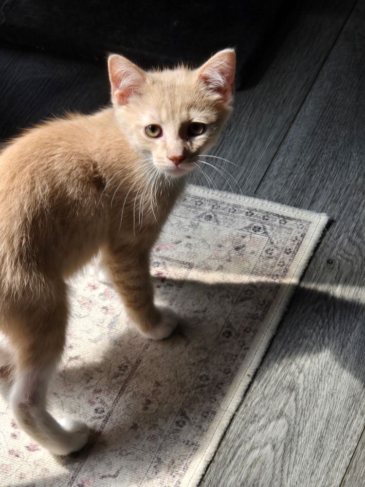 saf and nugget5