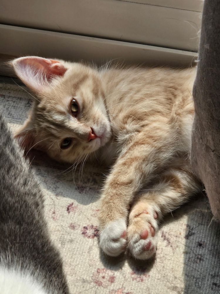 saf and nugget6