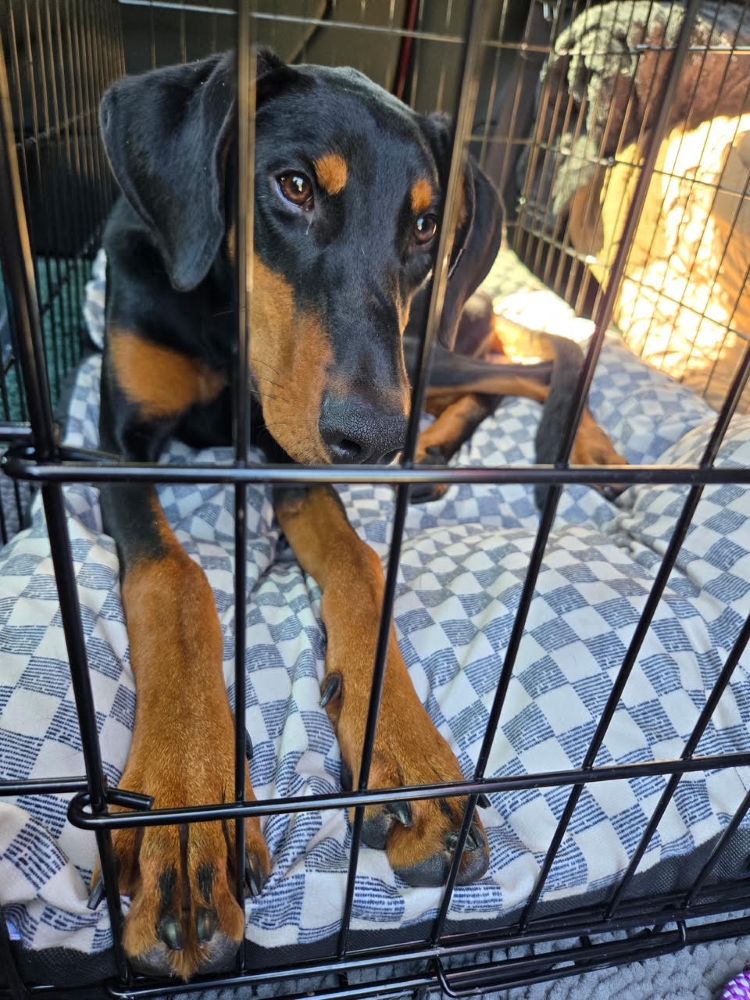 PENNYDOBE5