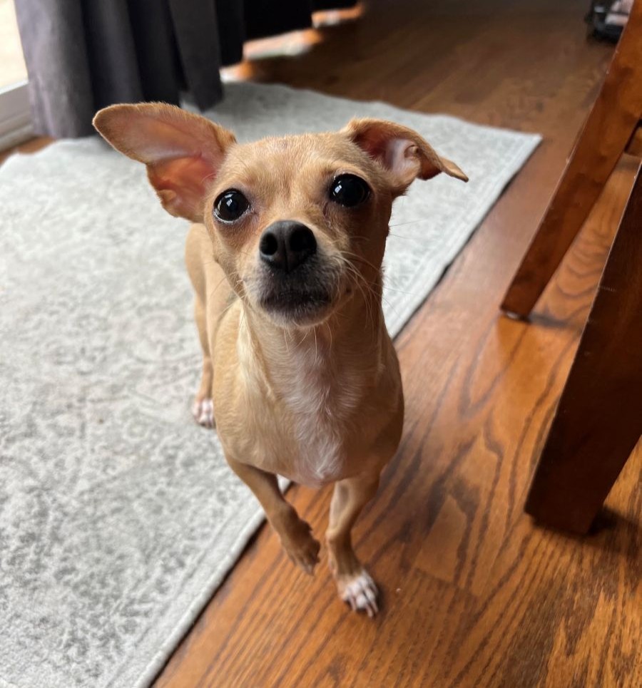ediehershey9