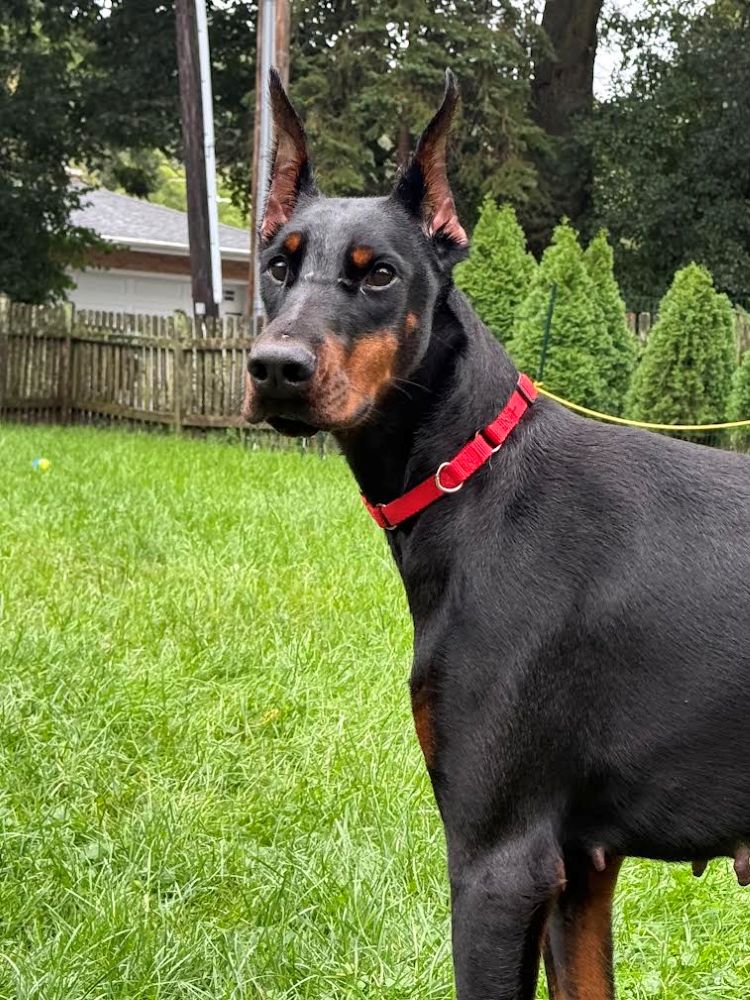 bindi1
