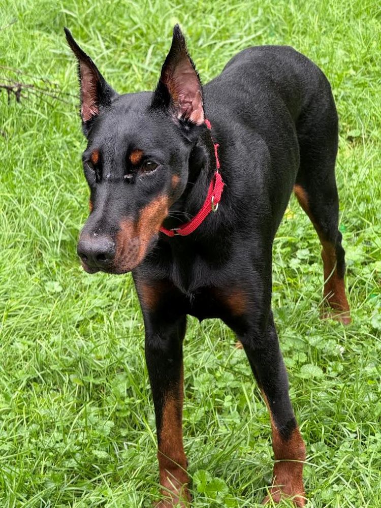 bindi3