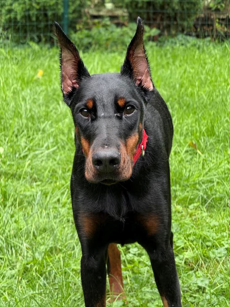 bindi4