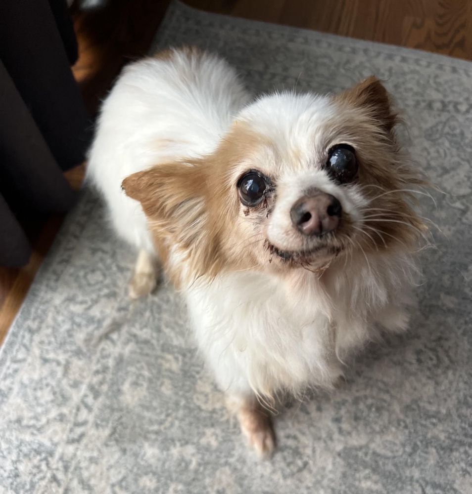 dolly2