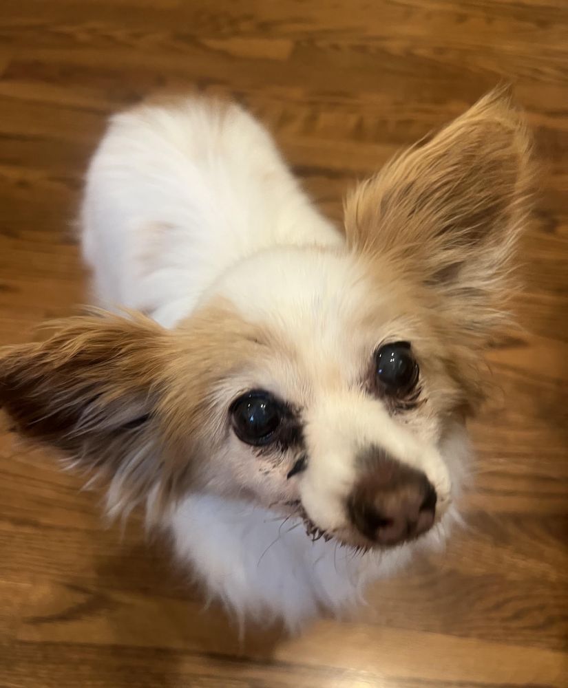 dolly5